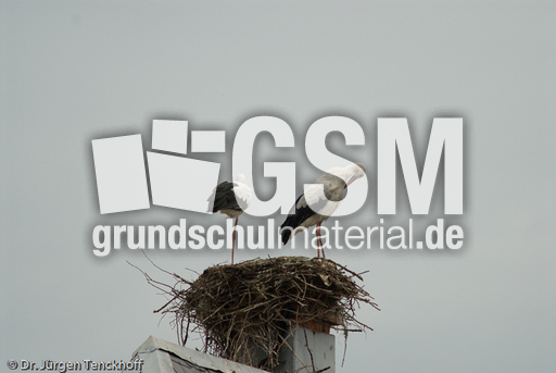 Weißstorch (15 von 20).jpg